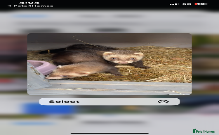 Ferret rodents - Advert 1