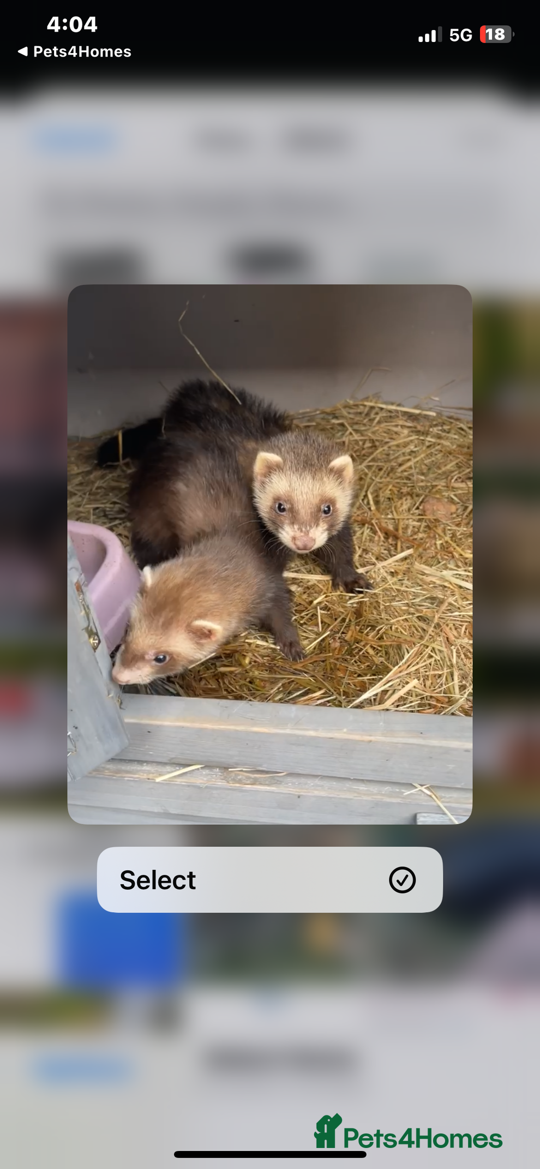 Ferret rodents for sale: Ferret kits needing new home - Image 1