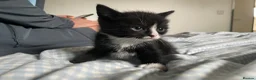 Mixed Breed cats for sale: Mixed kittens  in Runcorn - Advert 3