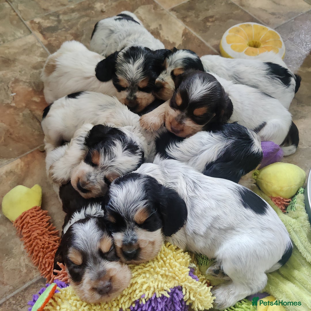 Cocker Spaniel dogs for sale: KC Show type Cocker Spaniels  in Driffield - Image 8