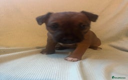Lakeland Terrier dogs for sale: Lakeland Terrier puppies - Image 5