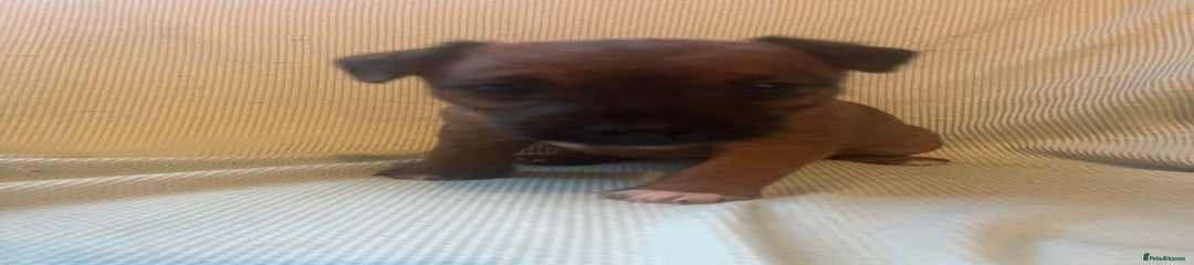 Lakeland Terrier Puppy 2