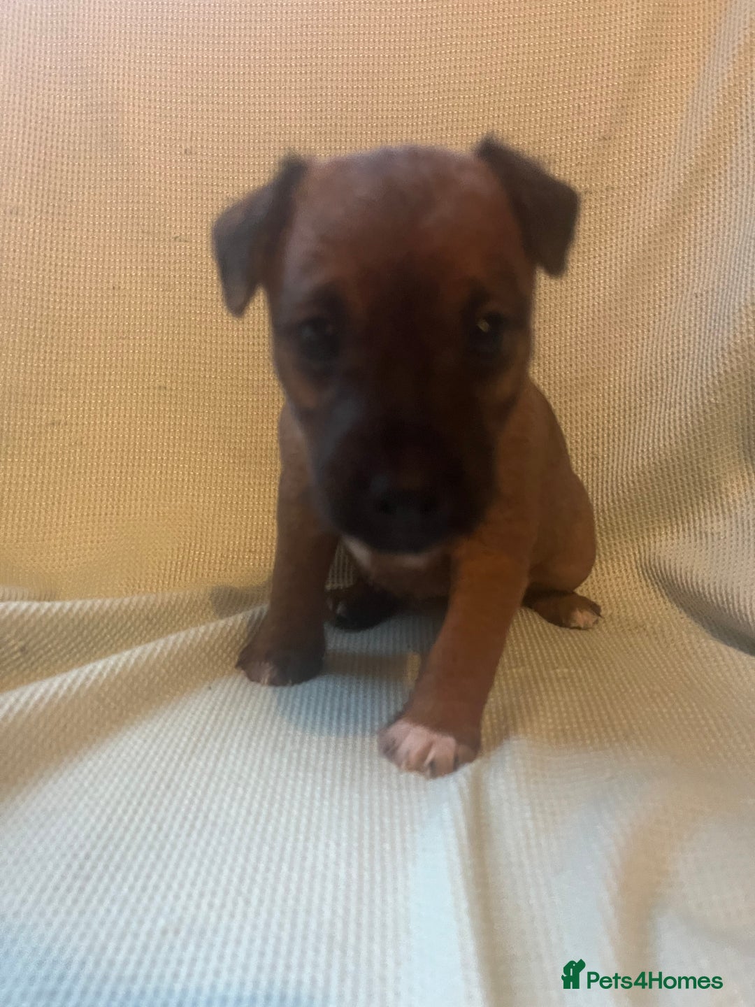 Lakeland Terrier dogs for sale: Lakeland Terrier puppies - Image 5