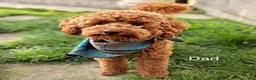 Poochon dogs for sale: 💙🌸Beautiful apricot F1 poochon puppies🌸💙 - Advert 7
