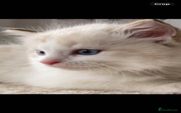 Ragdoll cats for sale: INDOOR TWO MALE GCCF REGISTERED RAGDOLL KITTENS - Image 34