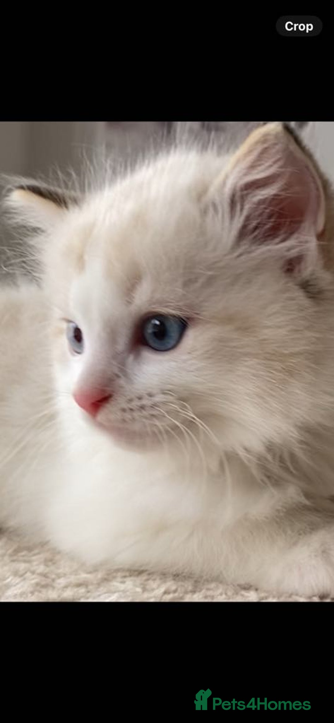 Ragdoll cats for sale: INDOOR TWO MALE GCCF REGISTERED RAGDOLL KITTENS - Image 34