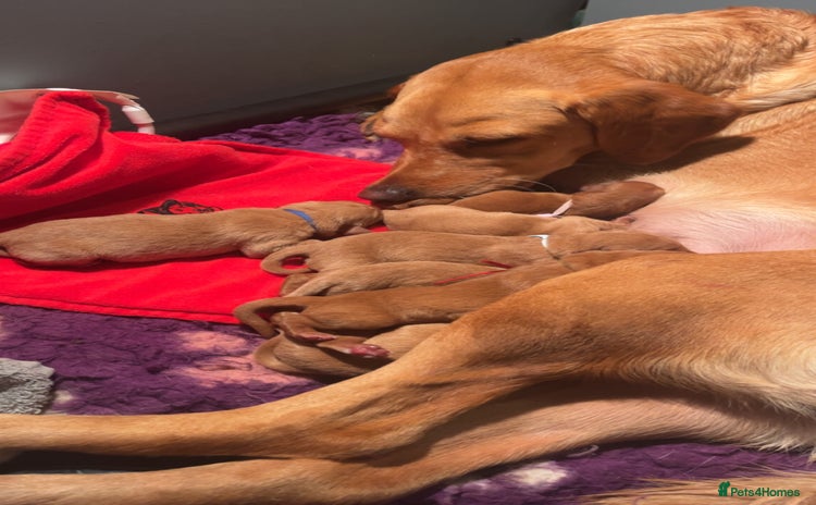 Labrador Retriever dogs Extensively Health tested Red fox Labradors 🧡 - Advert 5