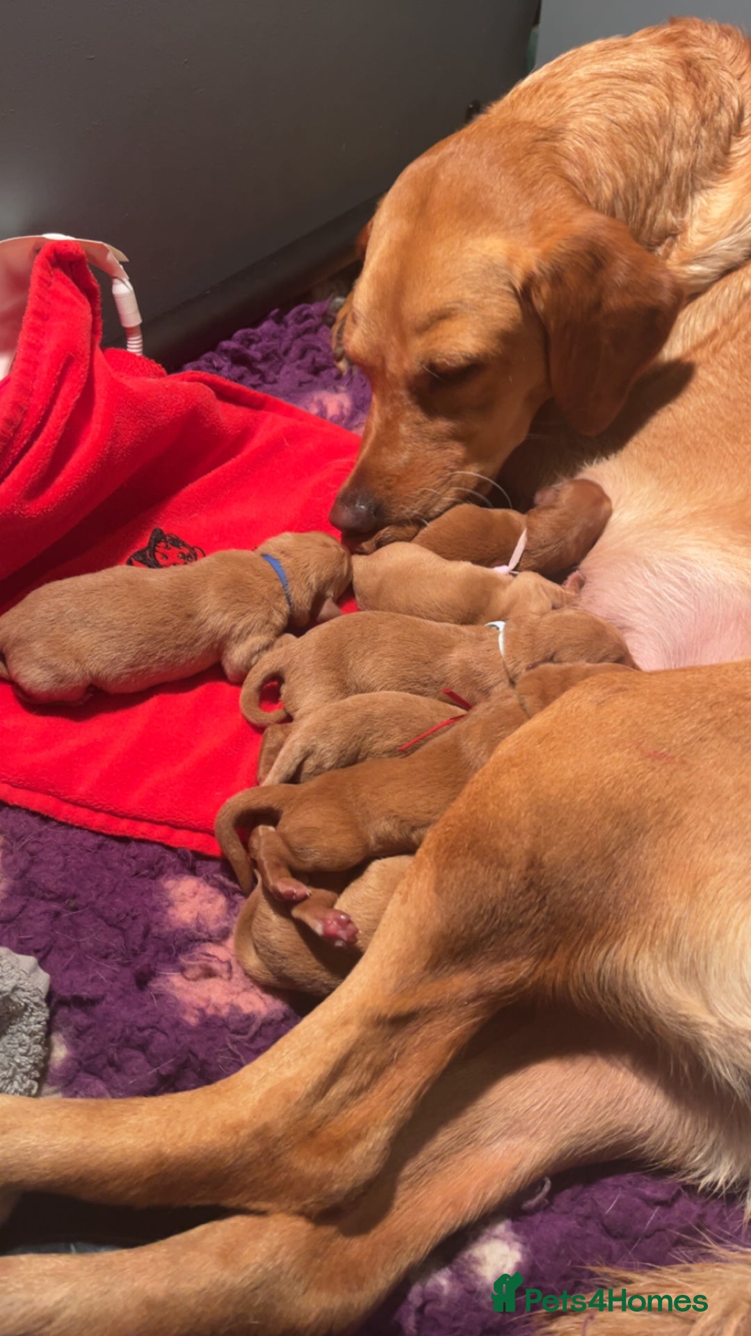 Labrador Retriever dogs for sale: Extensively Health tested Red fox Labradors 🧡 - Advert 7
