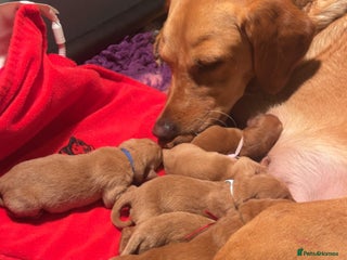 Labrador Retriever dogs Extensively Health tested Red fox Labradors 🧡 - Advert 5