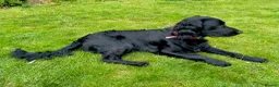 Cocker Spaniel dogs for sale: Loving home wanted for 8 month male cocker spaniel - Advert 1
