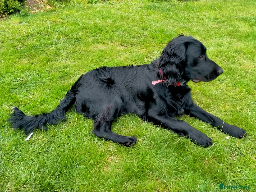 Cocker Spaniel dogs for sale: Loving home wanted for 8 month male cocker spaniel - Advert 1