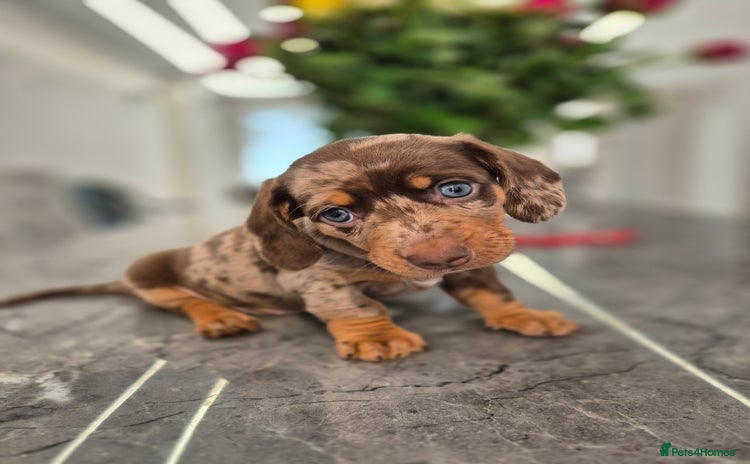 Dachshund dogs - Advert 2