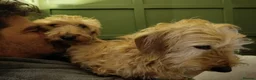 Miniature Dachshund dogs for sale: Premium Mini Wire-haired Dachshund Puppies - Advert 12