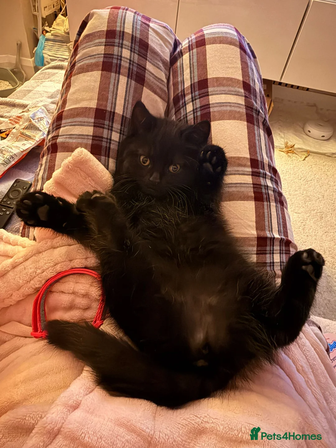 Mixed Breed cats for sale: British Shorthair Cross - Advert 4