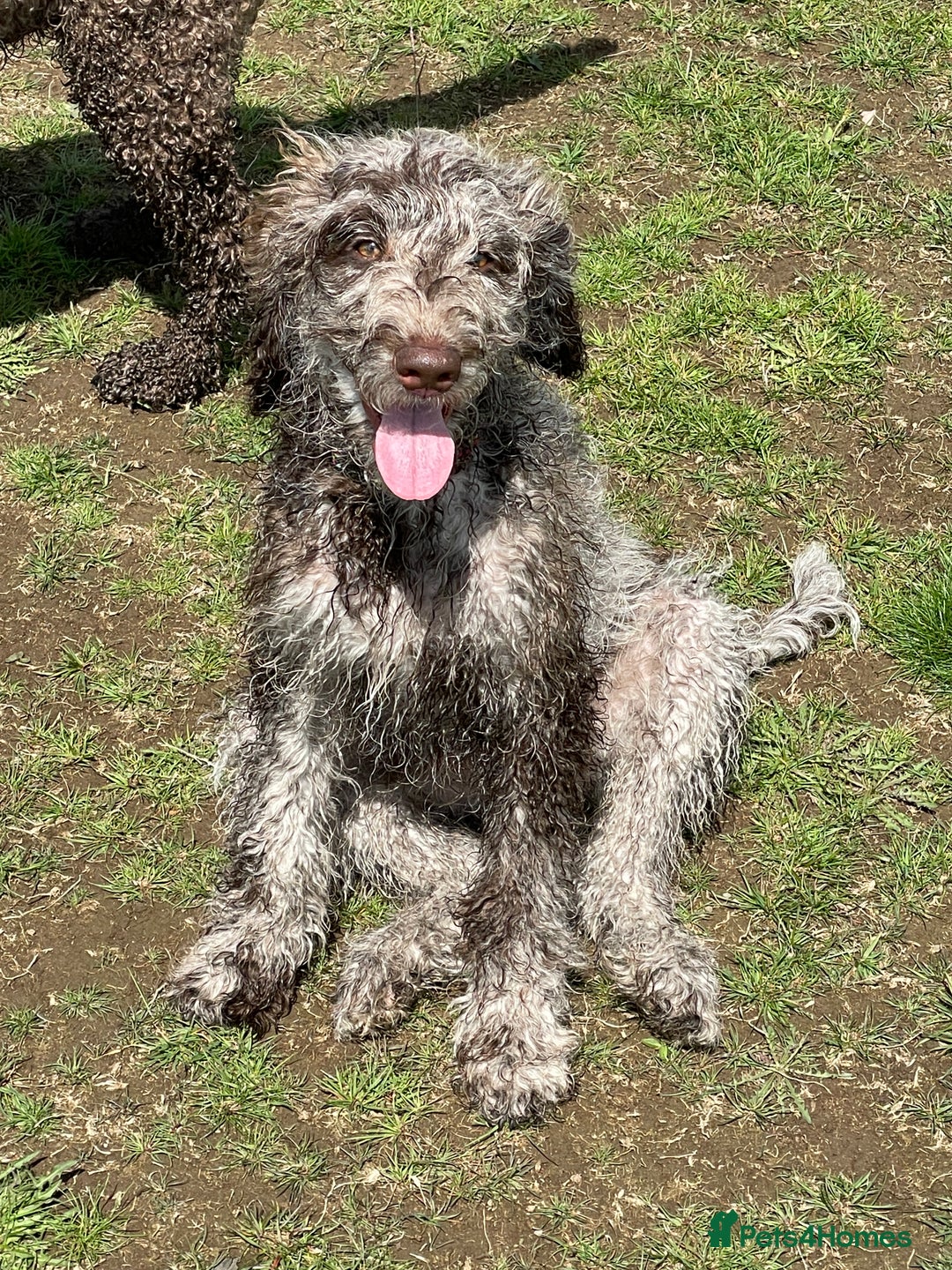 Goldendoodle dogs for stud: Dog for Stud - Advert 6