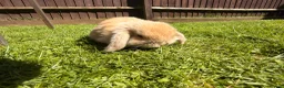 Mini Lop rabbits for sale: Beautiful Mini Lop baby rabbits - Advert 4