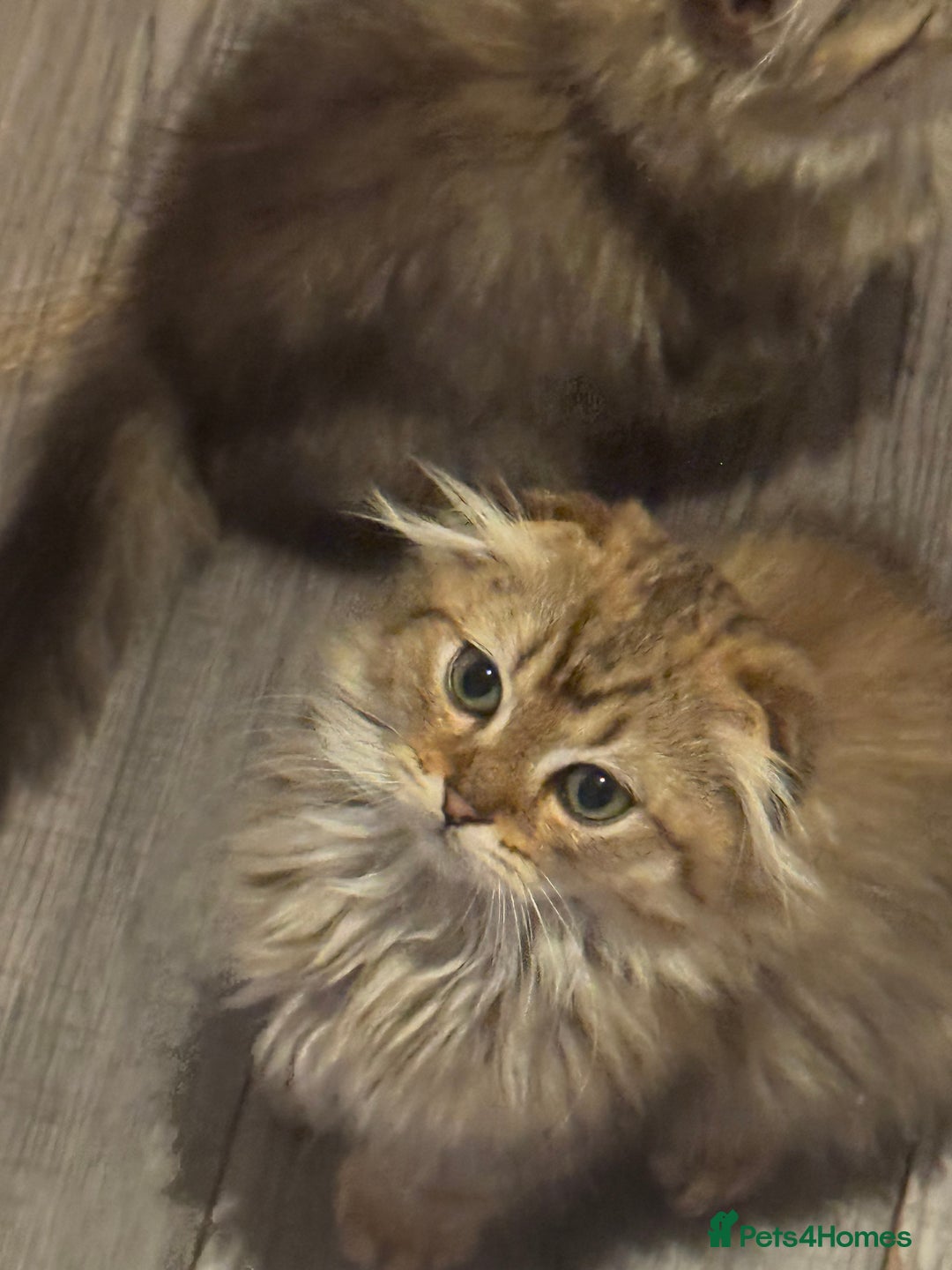 Scottish Fold cats for sale: Golden Scottish fold  - Image 18