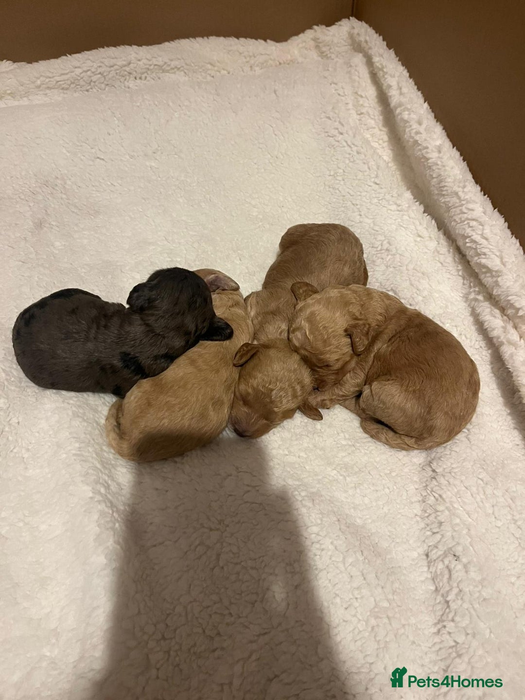 Cockapoo dogs for sale: F2 Cockapoos - Image 4
