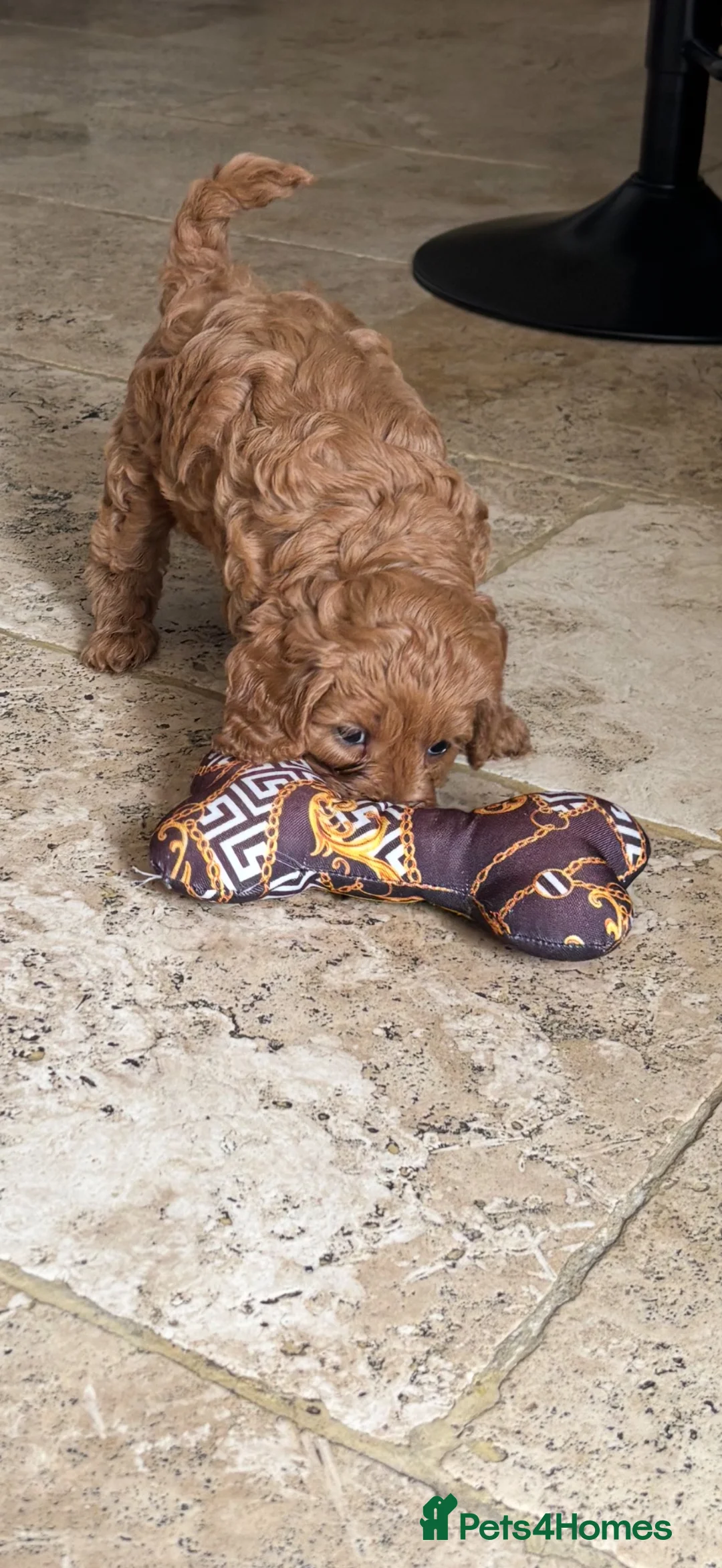 Cavapoo dogs for sale: Cavapoo f1b pups  - Advert 18