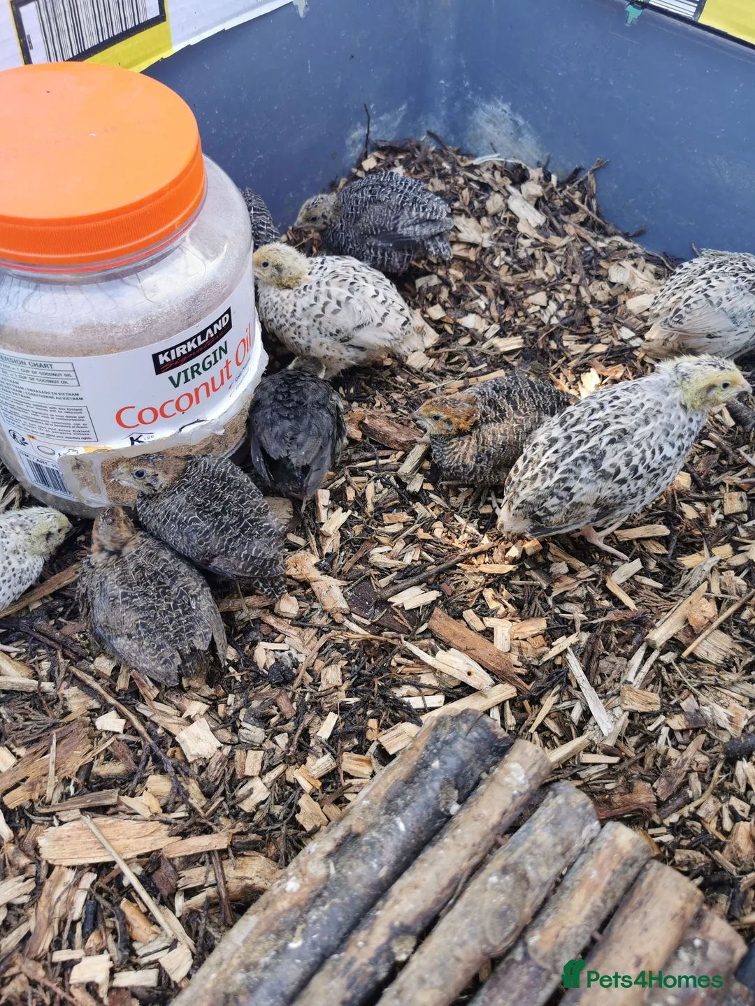 Quail poultry for sale: Mixed Coturnix Quail chicks  - Advert 11