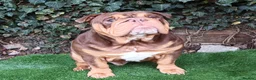 English Bulldog dogs for stud: Dog for stud in Dagenham - Advert 12
