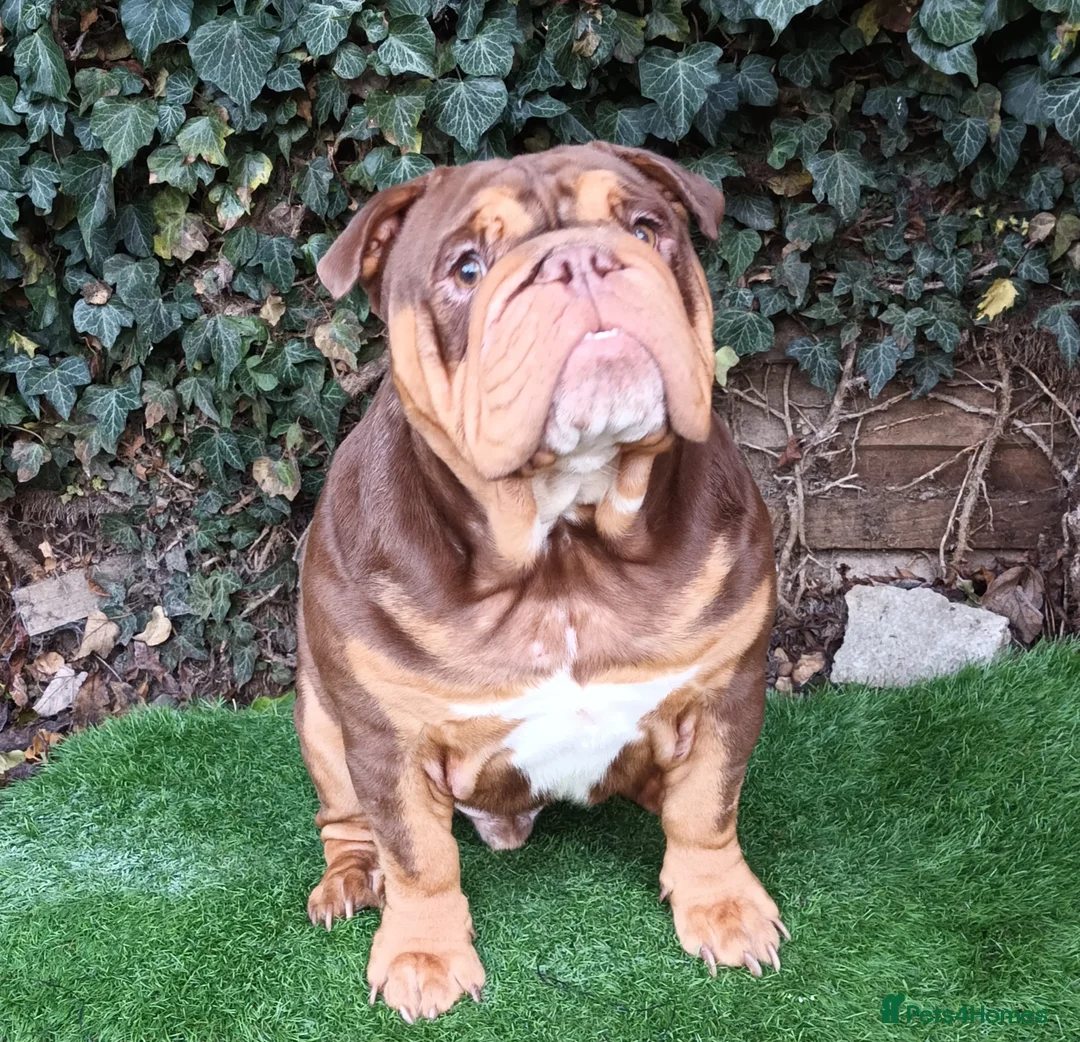 English Bulldog dogs for stud: Dog for stud in Dagenham - Advert 12