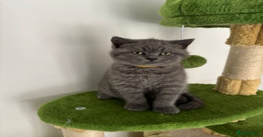 British Shorthair cats in Braintree - Advert 14