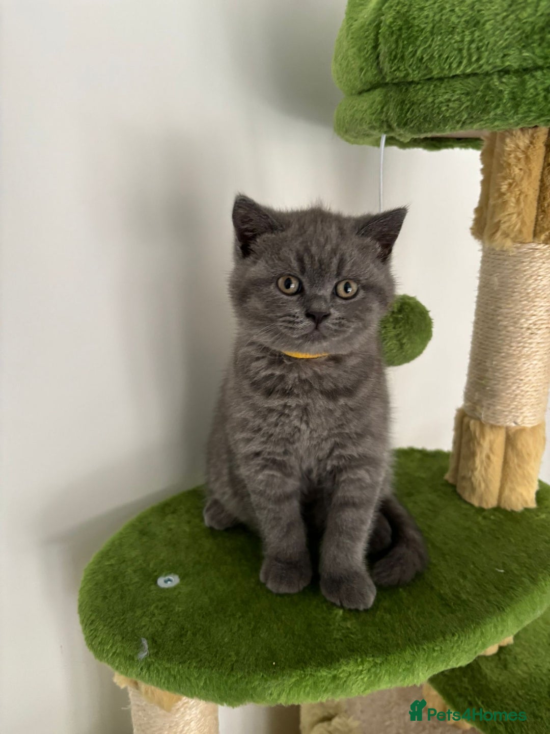 British Shorthair cats for sale: Blue British short hair kittens  in Braintree - Image 3