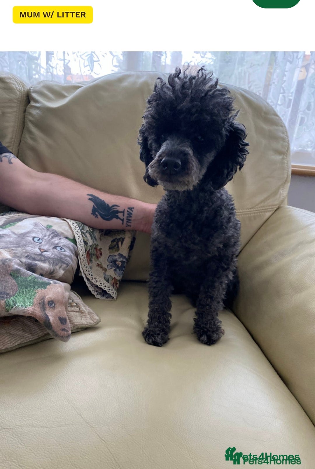 Toy Poodle dogs for sale: KC CHOCOLATE/TAN TOY POODLE  - Advert 8