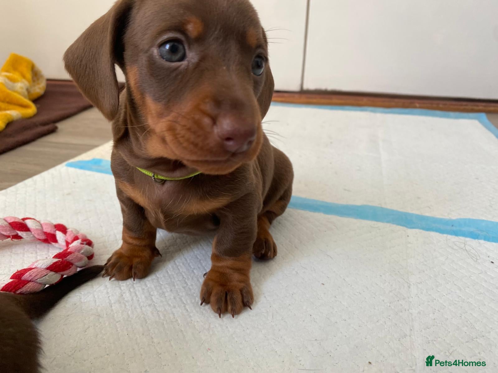 Miniature Dachshund dogs for sale: 🐶 LAST MALE AVAILABLE 🐶 - Advert 9