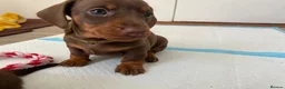 Miniature Dachshund dogs for sale: 🐶 READY NOW 🐶 - Advert 16