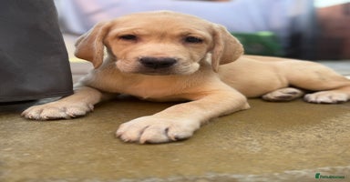 Labrador Retriever dogs - Advert 13