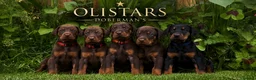Dobermann dogs for sale: BROWN & TAN FEMALES AVAILABLE- LICENSED BREEDER  - Advert 1