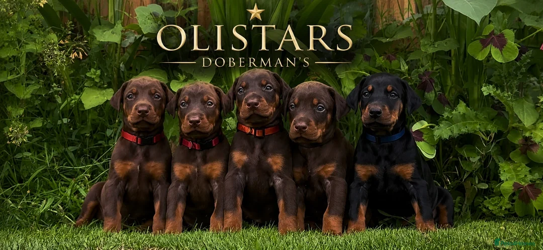 Dobermann dogs for sale: BROWN & TAN FEMALES AVAILABLE- LICENSED BREEDER  - Advert 1