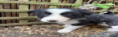 Border Collie Puppy 1