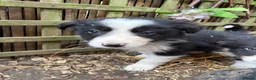 Border Collie dogs for sale: Border collies  - Advert 5