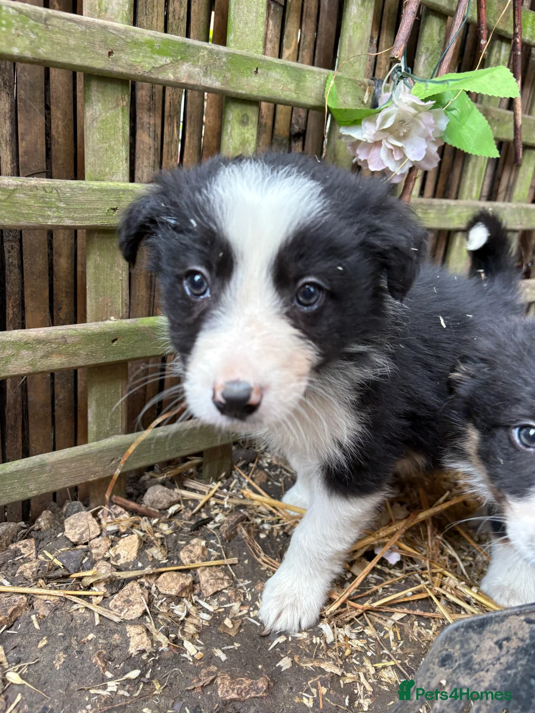 Border Collie dogs for sale: Border collies  - Advert 5