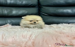 Pomeranian dogs for sale: 🔥Very Tiny🧸 Top Quality  - Image 24
