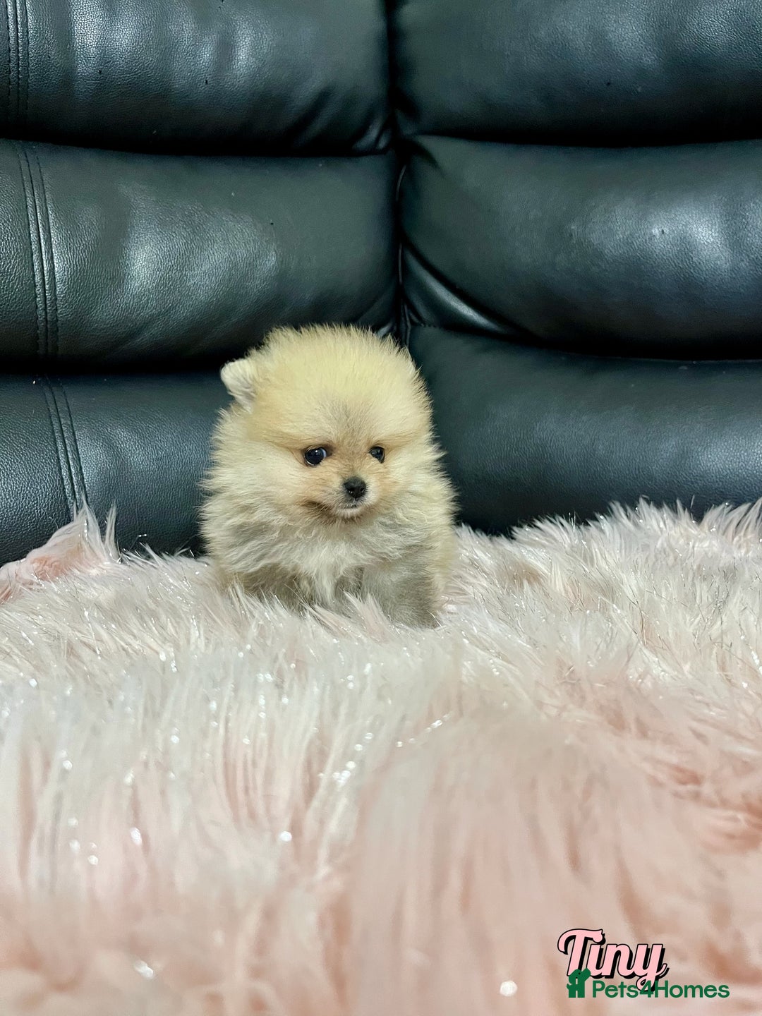 Pomeranian dogs for sale: 🔥Very Tiny🧸 Top Quality  - Image 24
