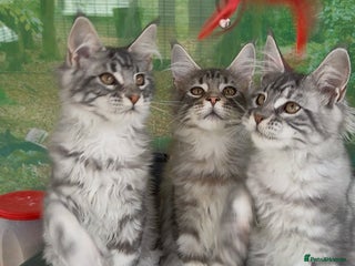 Maine Coon cats - Advert 18