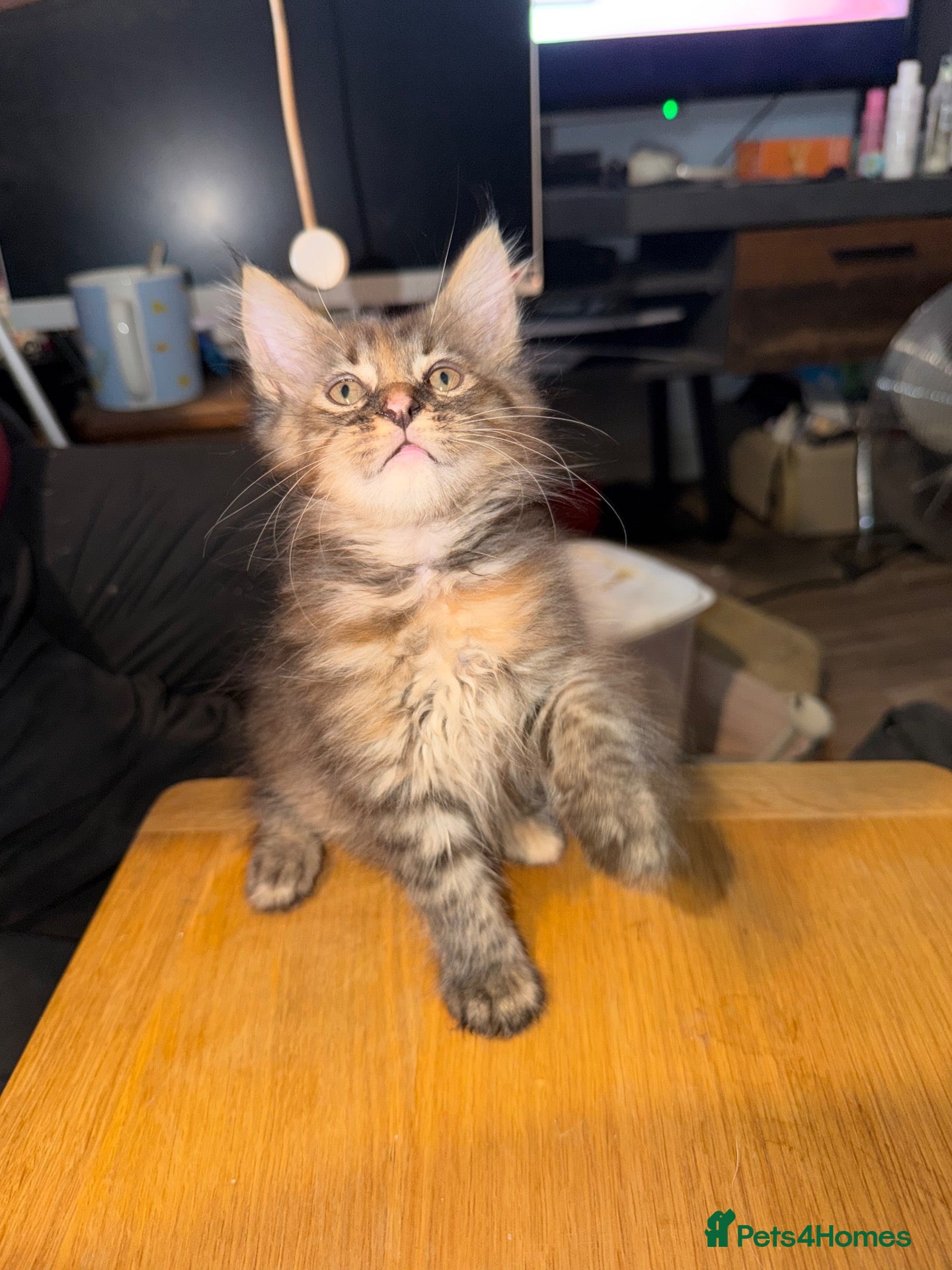 Maine Coon cats 1 Left! Adorable Maine Coon X Kittens for sale! - Advert 2