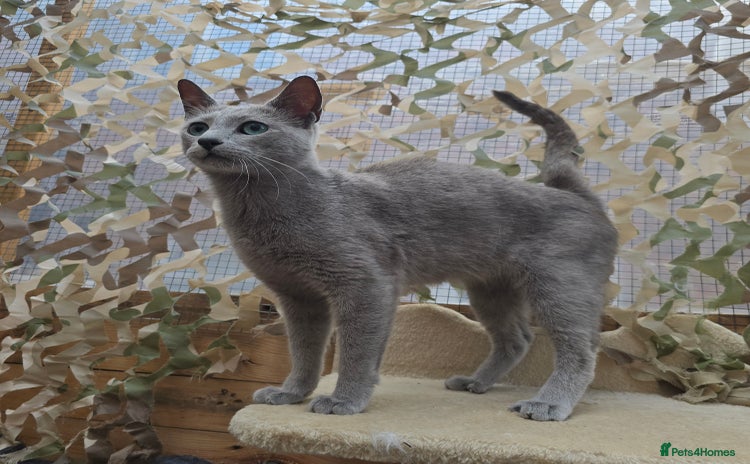 Russian Blue cats - Advert 1