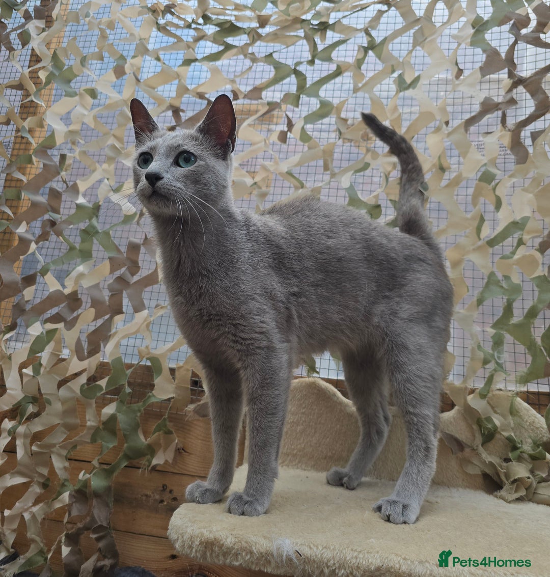 Russian Blue cats for stud: STUD ONLY Russian Blue Champion GCCF & TICA - Image 3