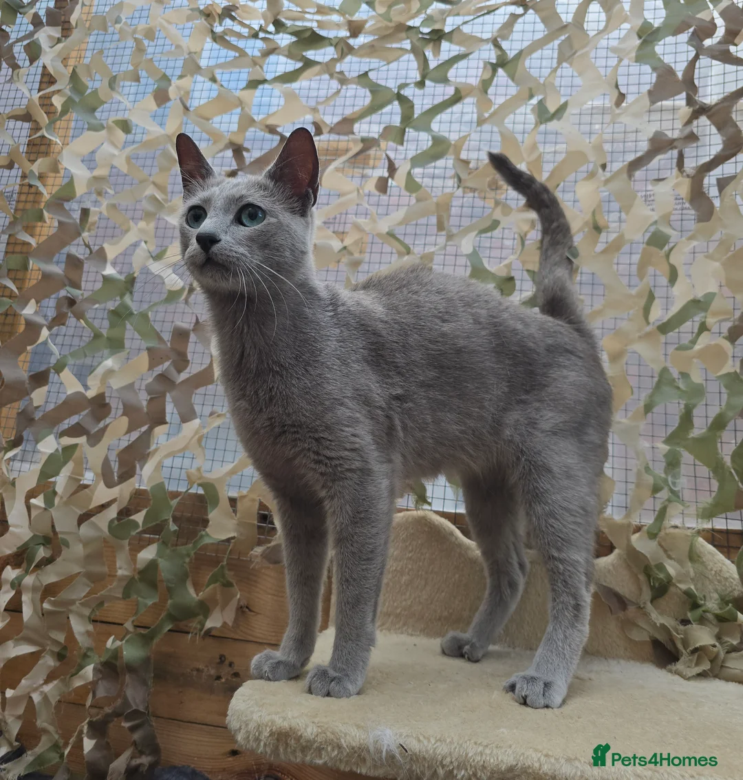 Russian Blue cats for stud: STUD Russian Blue CHAMPION GCCF & TICA - Advert 8