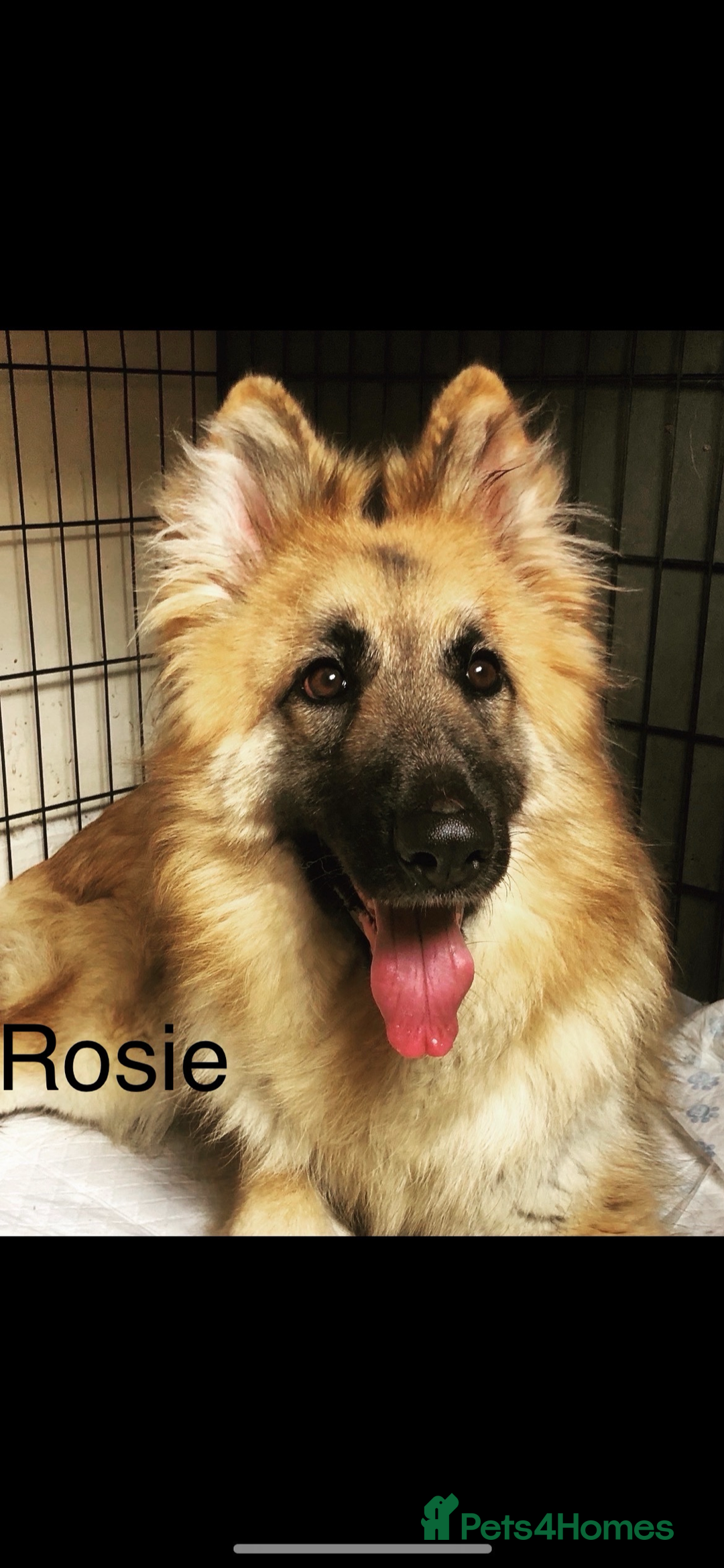 German Shepherd dogs for sale: German Shepherd puppies - Advert 5