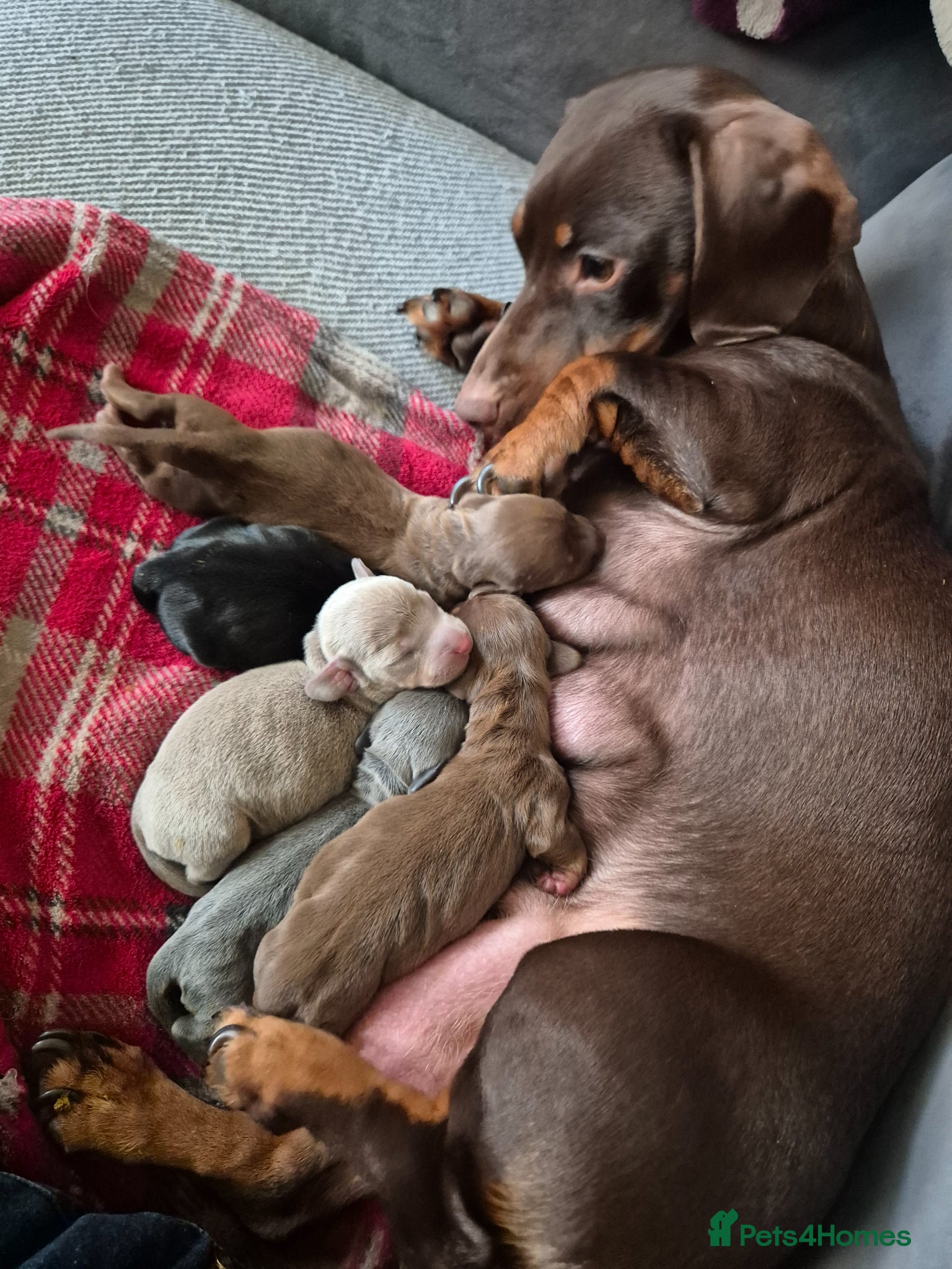 Dachshund dogs Mini dauchounds for sale. - Advert 4