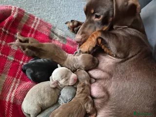 Dachshund dogs Mini dauchounds for sale. - Advert 7