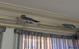 Parrots birds for sale: Blue indian ringneck parrot on sale - Image 1