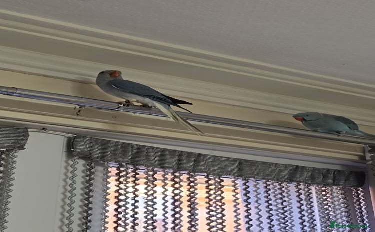 Parrots birds - Advert 1