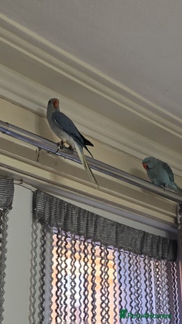 Parrots birds - Advert 1
